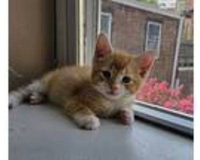 Dreamcatcher, Domestic Shorthair For Adoption In Philadelphia, Pennsylvania