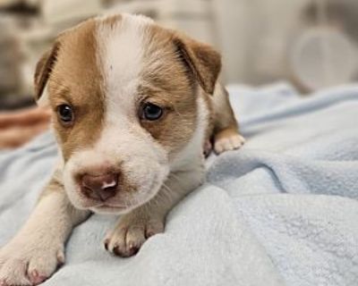 Reims - Cattle Dog/Shepherd (Unknown Type) Mix Male Puppy for Adoption