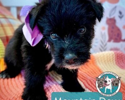 This cutie is Mountain Dew Soda. She is currently 1 1/2 months old and weighs approximately 4 pounds. We think they may be a Labrador Retriever / Chihuahua mix*, but with rescue its a guess! What matters most is that they are adorable and are one the MOST desperate in the entire US based on statistics for where this puppy is from. Shelters in this area are having to euthanize puppies. So, this ...