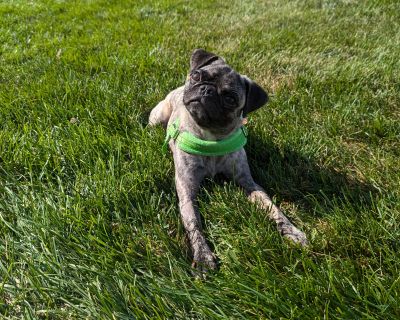 Goose - Pug Male Dog for Adoption