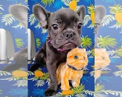 Princess - French Bulldog Female Puppy for Adoption