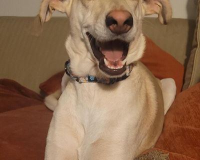 Meet Zully , a Petstablished Labrador Retriever Dog