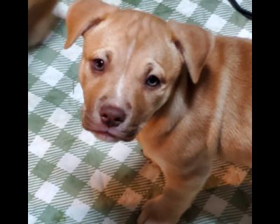 Megan - Labrador Retriever Mix Female Puppy for Adoption