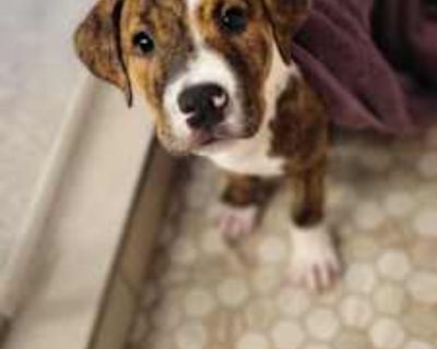 Gigi - American Bulldog/Labrador Retriever Mix Female Puppy for Adoption