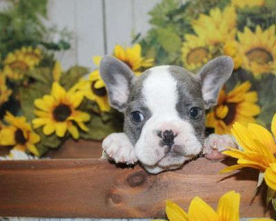 AKC French Bulldog Puppies