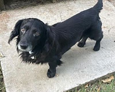 Blake - Dachshund/Border Collie Mix Male Dog for Adoption