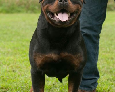 Dog for adoption - Butter Pecan, a Labrador Retriever & Portuguese Podengo  Mix in New Milford, CT