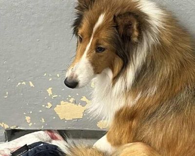 Adult. Brown/chocolate - with black. To make the adoption process faster and easier, please visit www.almosthomeohio.org and complete our online application! Amber is 6 yrs old and new to our rescue. Please check back for updates Dont forget to visit our informative website, www.almosthomeohio.org, for valuable information and interesting features. November 7, 2025, 2:50 pm Adoption process If ...