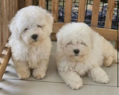 Two Bichon Frise Puppies for Sale in Houston Fluffy bundles of joy are looking for a loving home in Houston. The puppies are now 6 weeks old and ready to bring happiness and affection to their new families. They ve been examined by a vet and are healthy, with vaccination records and pedigree documents. Who is a Bichon Frise perfect for? Families with children they re affectionate and gentle; Se...