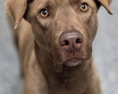 Copper the Cool - Chesapeake Bay Retriever Mix Male Dog for Adoption