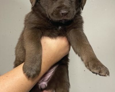 Juliet - Labrador Retriever Mix Female Puppy for Adoption