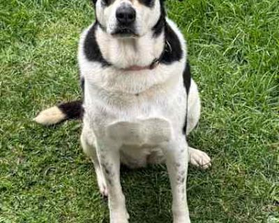 Doja - Shepherd (Unknown Type)/Beauceron Mix Female Dog for Adoption