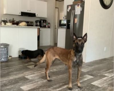 Good afternoon my name is Shannon Evans and I live in Bronson Florida. I have a female Belgian Malinois I need to rehome . I took her from a guy after she had 9 puppies. She's been off the puppies around 3 weeks now. She needs more weight. She hasn't been spayed yet but I will help with that if possible. She is not your standard malinios by any means. She has the sweetest and gentle temperament...