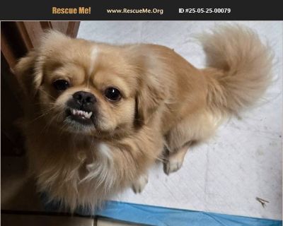 Sonic - Male Puppy Pekingese for Adoption