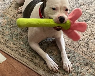 June - American Bulldog & Boxer Mix Female Dog for Adoption