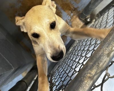 Health Vaccinations up to date.. Puppy Male Medium Yellow / Tan / Blond / Fawn