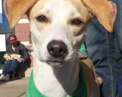 Silk - Labrador Retriever Female Puppy for Adoption