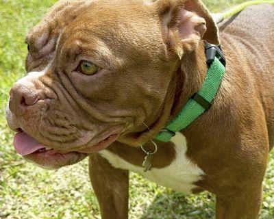 Angie - American Bulldog Female Dog for Adoption