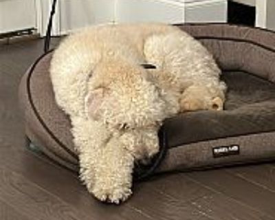 Coco - Goldendoodle Male Dog for Adoption