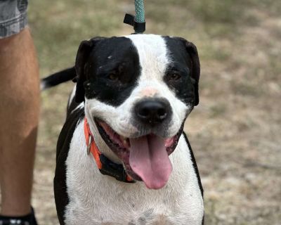 Rodger - Pit Bull Terrier Male Dog for Adoption