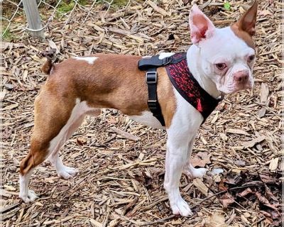 Amos - Boston Terrier Male Adult Dog for Adoption