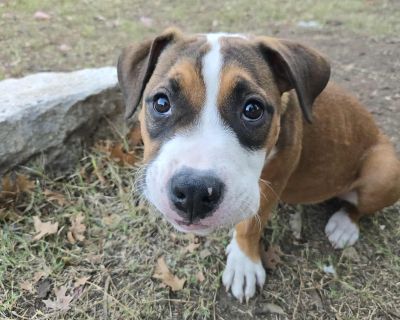 ***Please note, once completing the initial screen you will be connected with the placement for a video chat. Transports run every few weeks and we will have the dog on the next available transport once approved. If you are not able to accept a dog until a specific time period, please apply at that time*** We are a volunteer run rescue and donate our time to these dogs. IF you are not serious a...