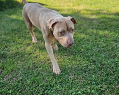 Dante - American Staffordshire Terrier Male Dog for Adoption