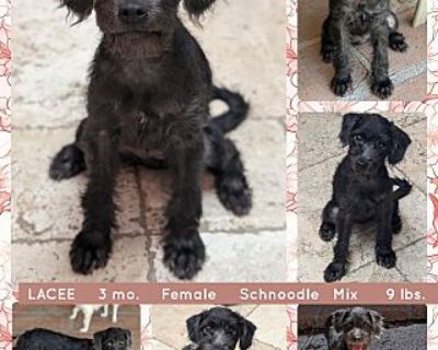 LACEE - Schnauzer (Miniature)/Poodle (Miniature) Mix Female Puppy for Adoption