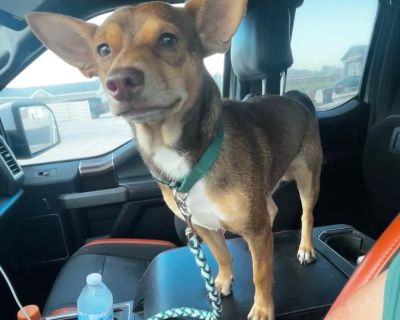 Zeus - Chihuahua Mix Male Dog for Adoption