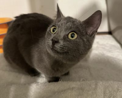 Characteristics Affectionate, Friendly, Gentle, Quiet Coat length Short. Young Female Small Gray / Blue / Silver