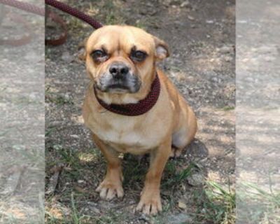 Adult * Location Bandera, TX, 05301 USA USA *. Dog Breed: Pug / Chihuahua / Mixed (short coat). Welcome Chichi to CCPAL Rescue. Chichi is a 3-year old Chug (Pug/Chihuahua) dog. He weighs about 15 pounds. He was living in a family until something medical happened and they had to give up their dogs. Chichi is the dad of two litters of pups. Chichi looks more pug than the momma dog. There was anot...