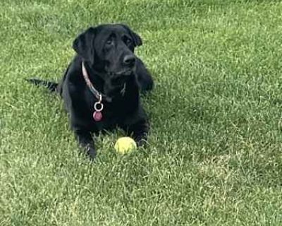 Luna - Labrador Retriever Female Dog for Adoption