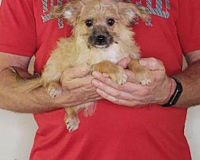 Oliver - Yorkie, Yorkshire Terrier/Bichon Frise Mix Male Puppy for Adoption