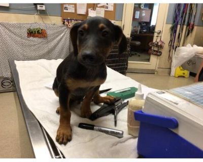 Dog - Doberman Pinscher Male Puppy for Adoption