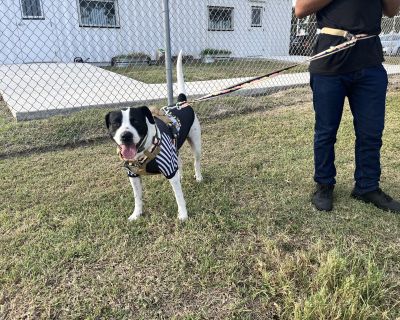 Meet Rigo, a loving and loyal companion who's sure to bring laughter and joy into your life! This brave and gentle boy has a heart of gold and a playful spirit that will keep you on your toes. With his affectionate nature, Rigo will be your best friend for life and a constant source of comfort and love. He's a smart cookie, too, always up for learning new tricks and exploring the world around h...