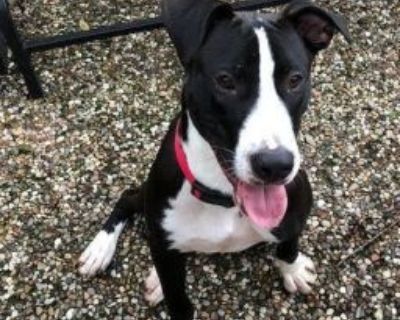 Bocephus (or Bo for short) was named for his silly personality. Bocephus is a sweet and loving boy with a lot of energy. He loves playing, hiking, and being outside. He is great in the car and loves to travel. He is smart, loyal and will be a lap dog if you let him. He is good with most dogs, but would do best with a dog that is more submissive. Bocephus will do best with a house with a yard, a...