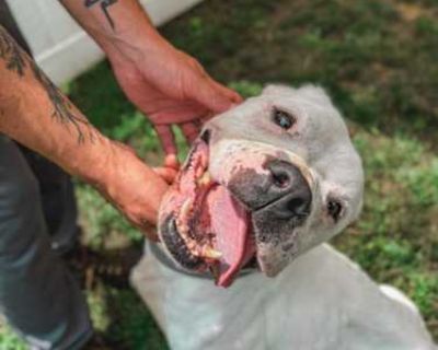 Cormac - Mixed Breed (Medium) Male Dog for Adoption