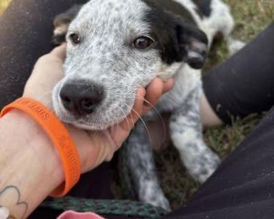 Bindi - Australian Cattle Dog / Blue Heeler & Border Collie Mix Female Puppy for Adoption