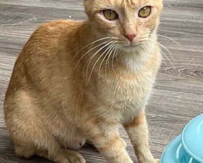 GRANADA - Domestic Shorthair Female Cat for Adoption