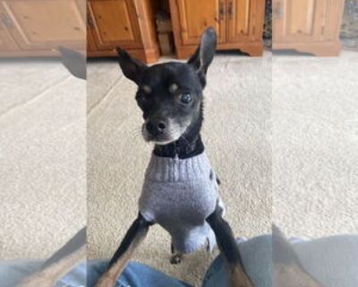 Black Jack - Male Chihuahua-Unknown Mix Senior for Adoption