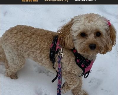 Dixie - Female Puppy Cockapoo for Adoption