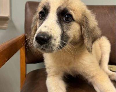 Twyla - Great Pyrenees Mix Female Puppy for Adoption