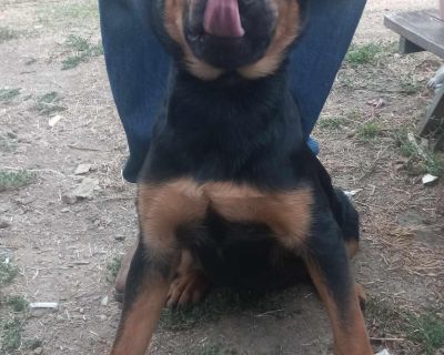 Snookie - Rottweiler & German Shepherd Dog Mix Female Puppy for Adoption