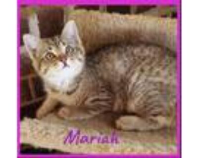 Adopt MARIAH a White (Mostly) Domestic Shorthair / Mixed (short coat) cat in