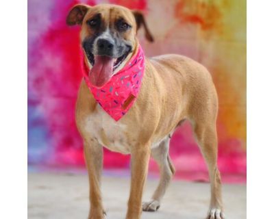 Precious JuM* - Boxer/Anatolian Shepherd Mix Female Dog for Adoption