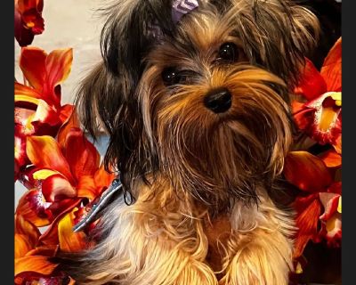Rehoming Our Beautiful Traditional Yorkie Girl Sheba \n\n Purse Size Dimond \n\nMeet Sheba, our gorgeous 8-month-old, 3 lb Traditional beauty! She has a heart of gold and adores everyone she meets. \nSheba is incredibly sweet, playful, and full of personality. Her stunning eyes will absolutely melt your heart!\nShe comes from a Champion International bloodline, and it truly shows in her beauty ...
