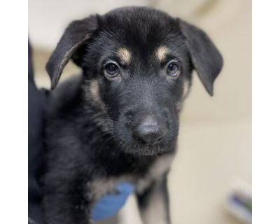 Romeo - German Shepherd Dog Male Puppy for Adoption