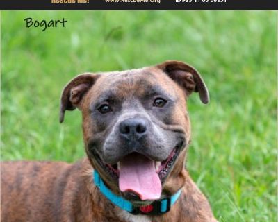 Meet Bogart ( A.K.A. Bo-gee). Bogart is a 4yr old, brown brindle, 56lb, neutered, male, Boxer mix. He is potty-trained and heartworm negative. He is current on all vaccines and preventatives. Bogart has a heart as big as his smile. He can SIT, STAY, LAY DOWN, and GIVE PAW. This affectionate, medium-sized pup loves being around people and enjoys every bit of attention he can get. He's playful an...