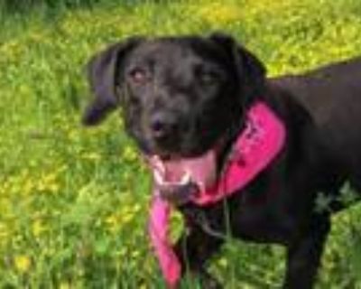 Adopt Tallula 6765 a Black Labrador Retriever