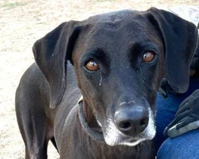 Cinnabon - Black Labrador Retriever Mix Female Dog for Adoption